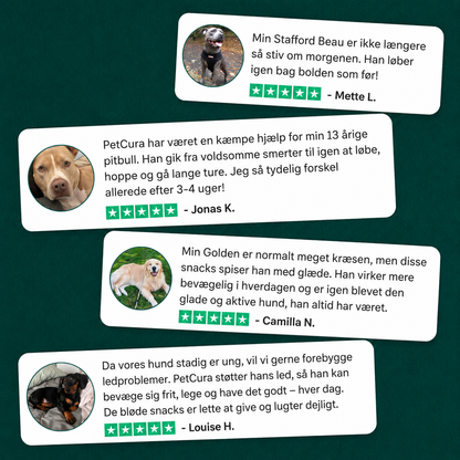FlexHund™ – Velsmagende Ledsnacks med Glucosamin & Grønlæbet Musling